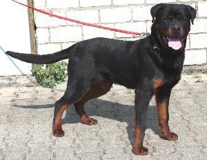 Rottweilerrüde. 11 Monate