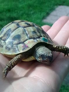 Suche 1-2 kleine griech. Landschildkröten. Wer verschenkt?