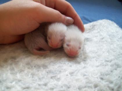 Mama mit Frettchen Babys sucht dringend zuhause!