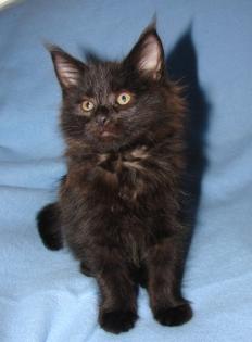 Typvolle, verschmuste Maine Coon Kitten