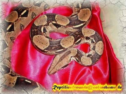 Boa Constrictor 100% het. Albino