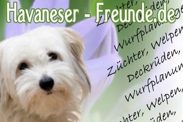 Havaneser-Freunde.de