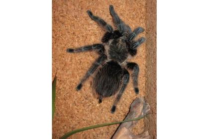 Kraushaarvogelspinne   Brachypelma albopilosum   mit/ohne Terrarium abzugeben 