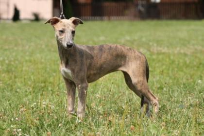 Whippet Welpen mit Stammbaum