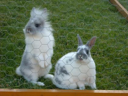 Zwei süße Zwergkaninchen suchen liebevolle Besitzer 