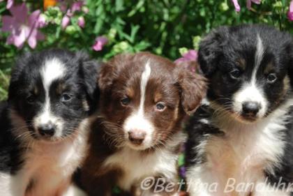 Ein Australian Shepherd Welpe sucht noch ein neues zu Hause