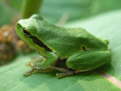 Suche europäische Laubfrösche ( Hyla Arborea) für Freilandhaltung!