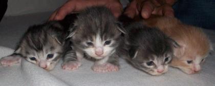 Maine Coon Babys zu verkaufen