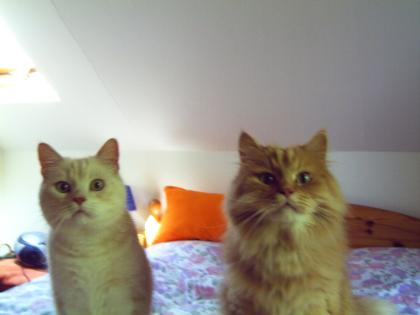 2 wunderschöne Maine Coon - Burmilla Mix Kater