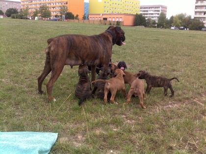 Reinrassige Boxerwelpen