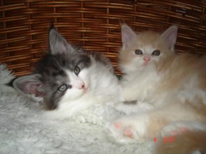 Verschmuste Maine Coon Baby s