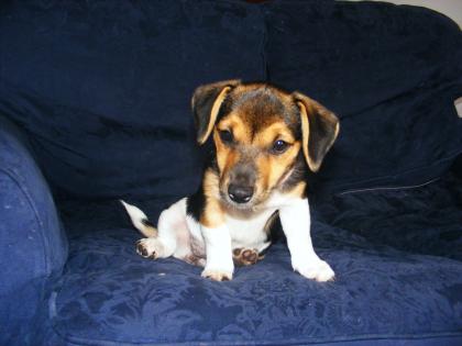 10 wochen junges jack russel mädchen zu verkaufe