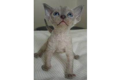 Zauberhafte Devon Rex Kitten