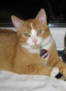 Wer hat unseren Kater Mauzer gesehen???