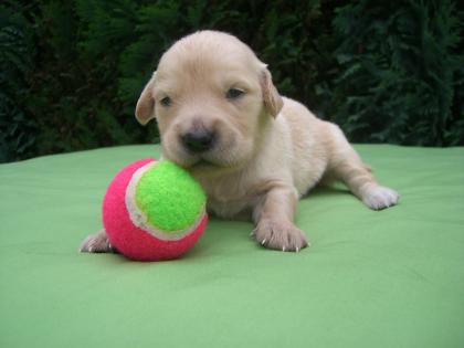 Süße Golden Retriever Welpen