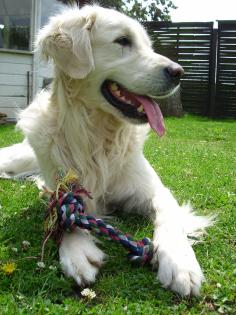 Deckrüde Golden Retriever