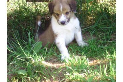 Australian Shepertmixwelpen