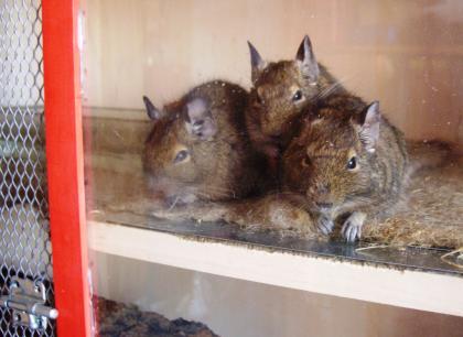 Degu-Schwesterntrio sucht neuen Spielplatz mit Kuschelhöhle