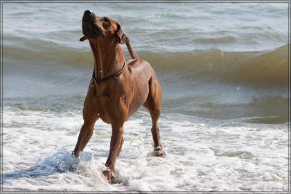 Rhodesian Ridgeback Welpen