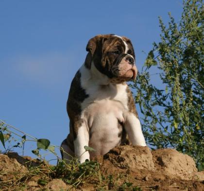 Olde English Bulldoggen Welpen