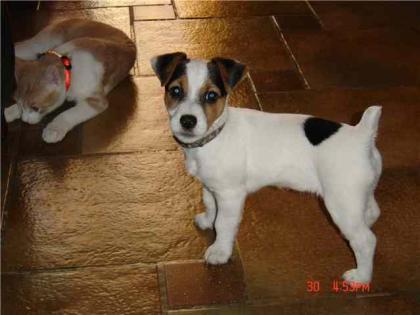 8 jack russell welpen mit LOF pedigree