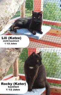 Schwarzes Katzenpärchen (Kater & Katze) abzugeben!