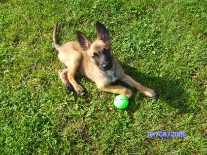 Wunderschöne Malinois-Hündin  Welpe  wegen Umzug zu verkaufen 