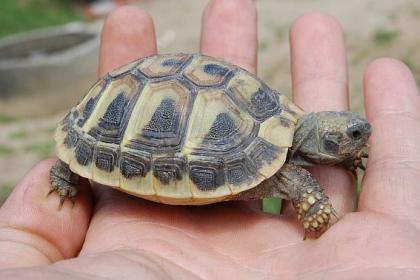 Griechische Landschildkröten abzugeben