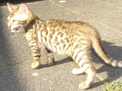 Bengal Kater GoldenGlitter Especially wieder zu haben