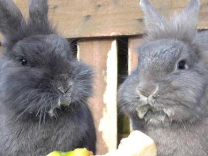  Tierbetreuung, Hundebetreuung, Tiersitter, Pferdebetreuung