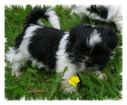 Shih Tzu Welpe