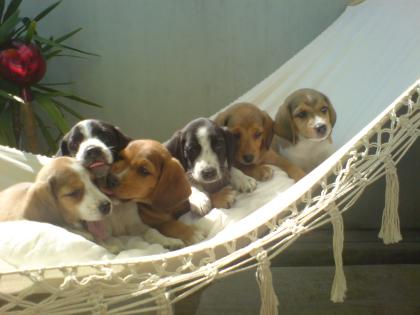  Beagle- Mix- Welpen, sechs prachtvolle Schlappohren zu verkaufen!