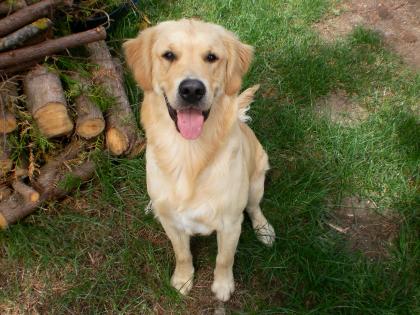 Golden Retreiver Deckrüde ( Spezielle Jagdzucht )