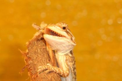Bartagamen NZ Hypo-pastell x Sandf.-Mix orange