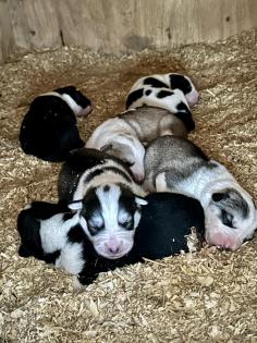 Sportliche Alaskan Husky Welpen aus liebevoller Aufzucht
