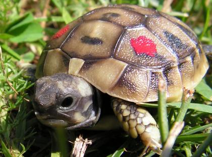 Nachzuchten Griech. Landschildkröten