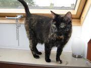 Liebe, schöne Katze sucht neuen Dosenöffner!