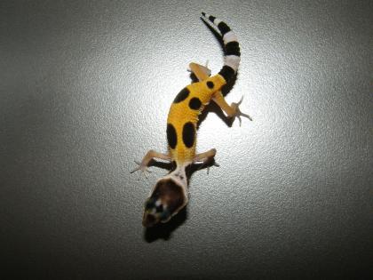 Wir haben super schöne Leopardgeckos abzugeben.