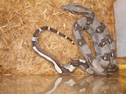 Verkaufe Boa Babys (Reverse Striped u. Normal)