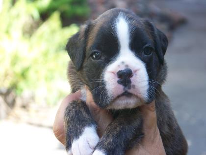 Boxerwelpen mit VDH Papiere