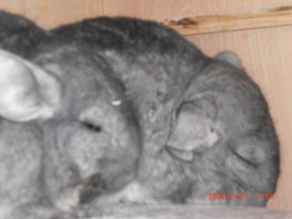 2 Chinchilla Weibchen zu Verkaufen