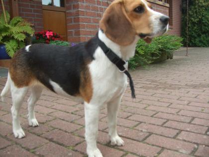 Tricolor Beagle
