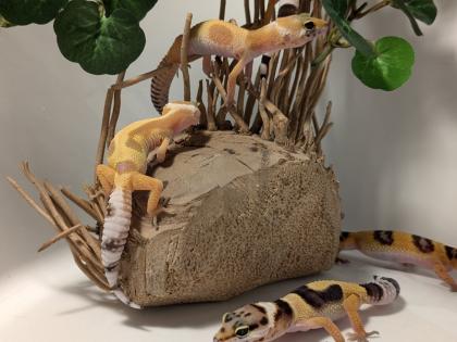Leopardgecko aus Rostock 24.11.2024