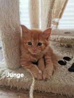 Maine Coon Kitten in guten Händen abzugeben