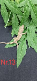 Correlophus ciliatus  Kronengeckos 0.0.12