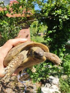 Griechische Landschildkröte Thb Weibchen adult 15 Jahre alt, eierlegend