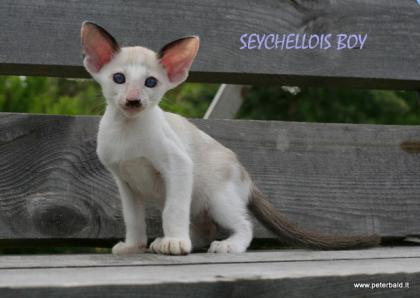 Oriental and Seychellois kittens ! for good price