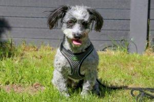 GOTTLIEB - männlich  8 Jahre  28 cm  8 kg  Mischling  Gechipt  Kastriert