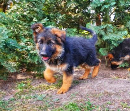 Sehr schöne Schäferhundwelpen