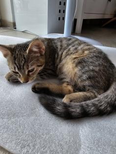 Maine Coon Mix Kitten